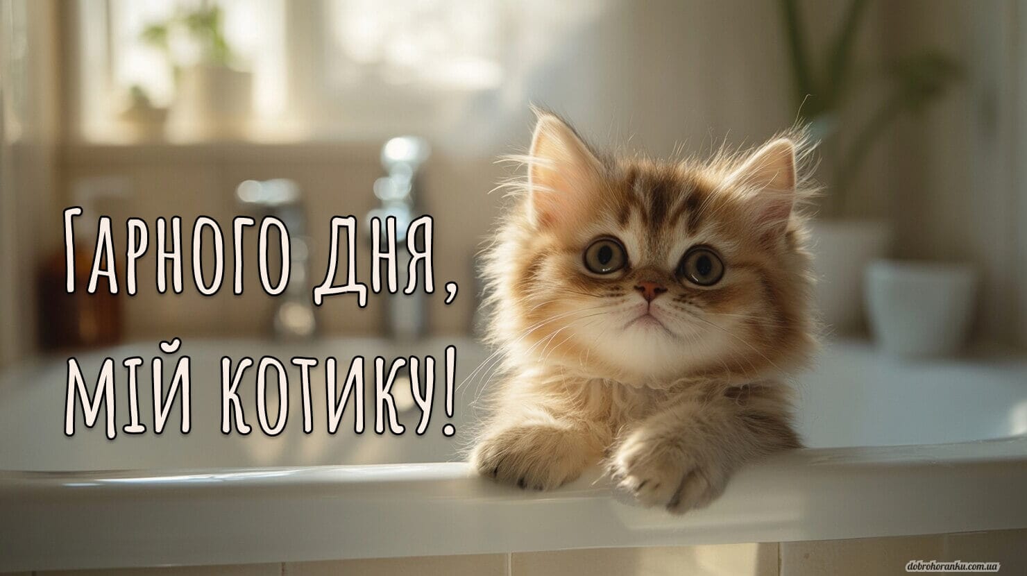 Гарного дня, мій котику. Гарна та романтична картинка для коханого чи коханої