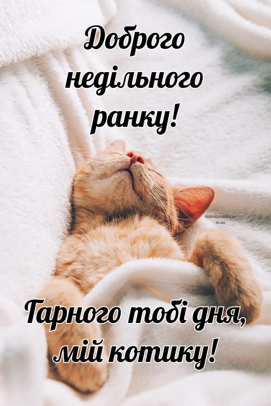 Доброго недільного ранку, мій котику
