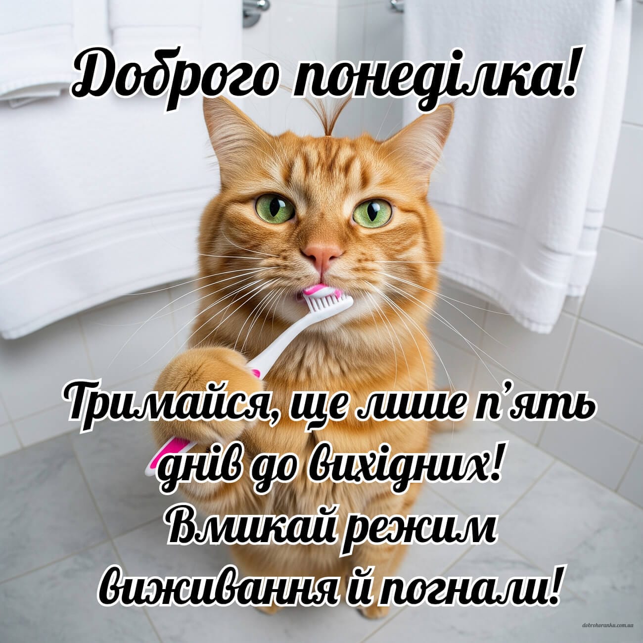 Гумористична листівка доброго ранку з котом на понеділок
