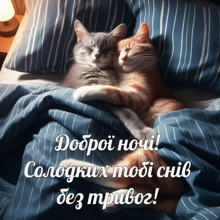 Доброї ночі, котики
